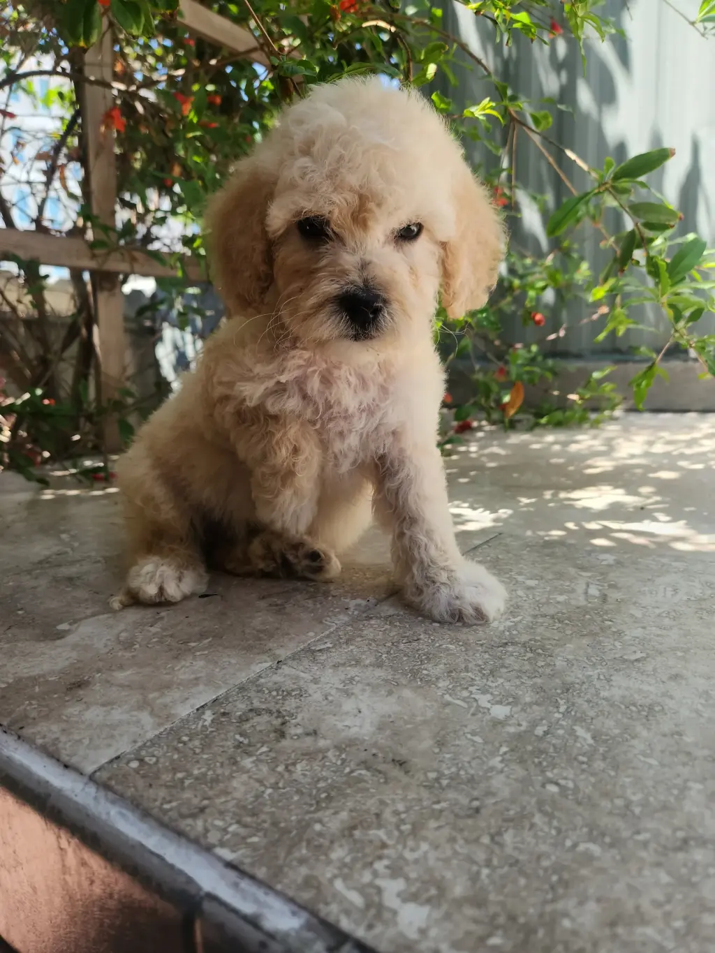 Adorable Cachorro Poodle en Venta
