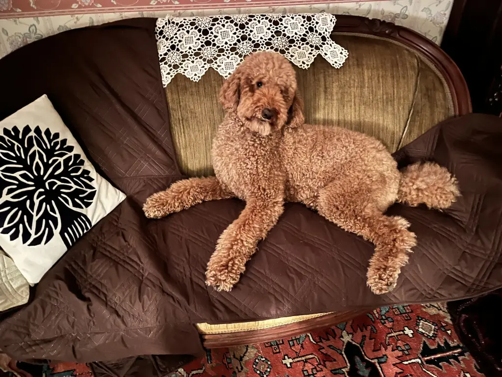 Busco Peluquero Canino para Standard Poodle en NYC