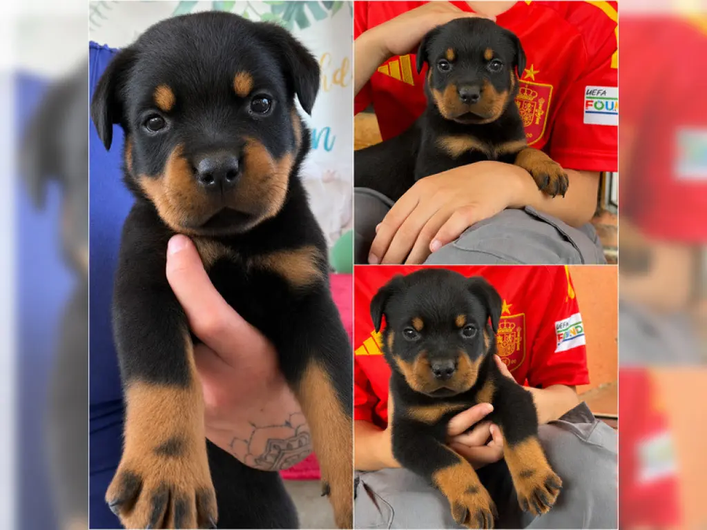 Our little Rottweiler puppies are now looking for their forever homes