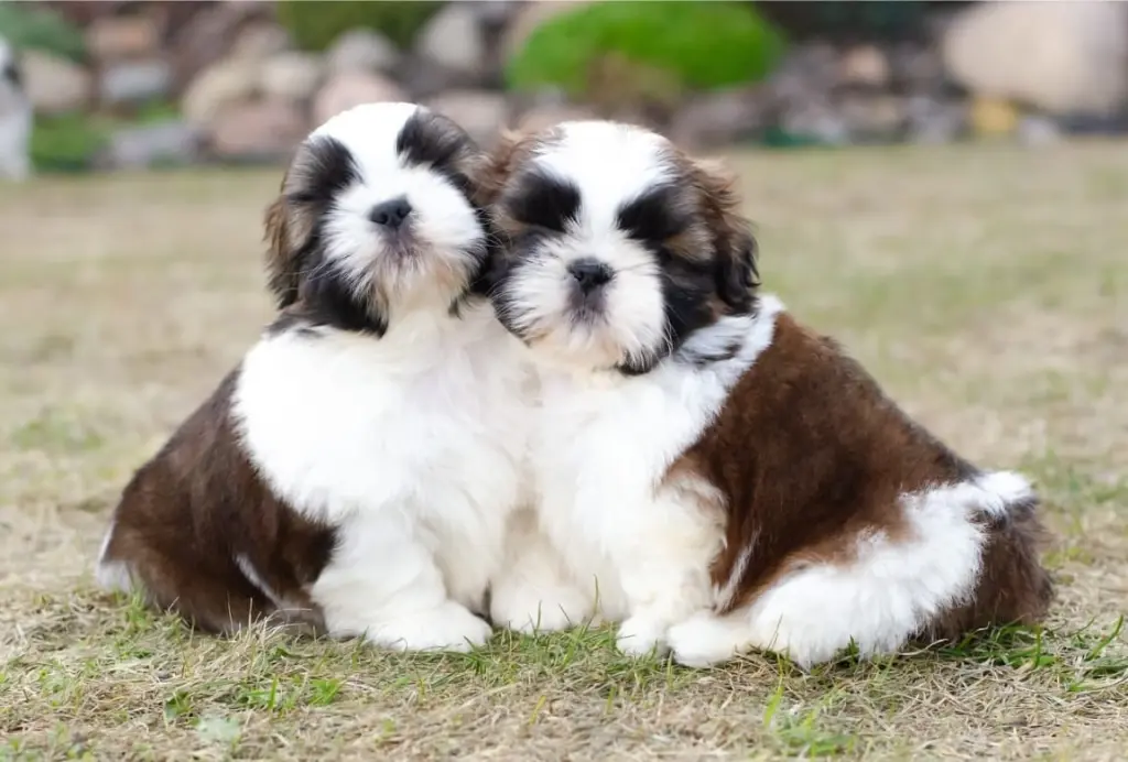 Adorables Cachorros Shih Tzu en Venta