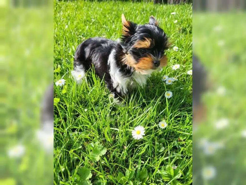Pure Yorkshire Terrier Pups for Yorkshire lover