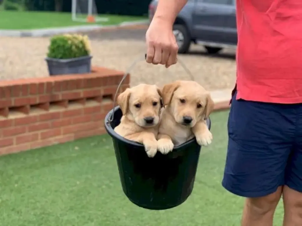 Labrador retriever cachorros pequenos disponible macho y hembra para la venta
