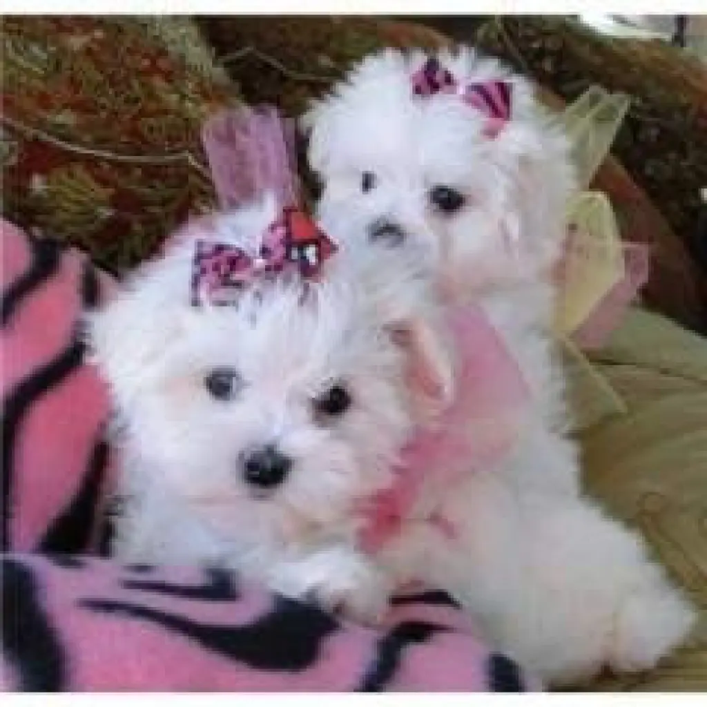 Adorable Maltese Puppies for Sale
