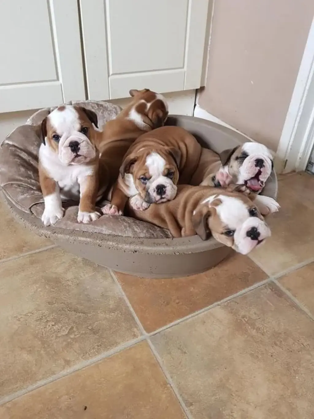 Cachorros de bulldog ingles original blanco con cafe a excelente precio de venta