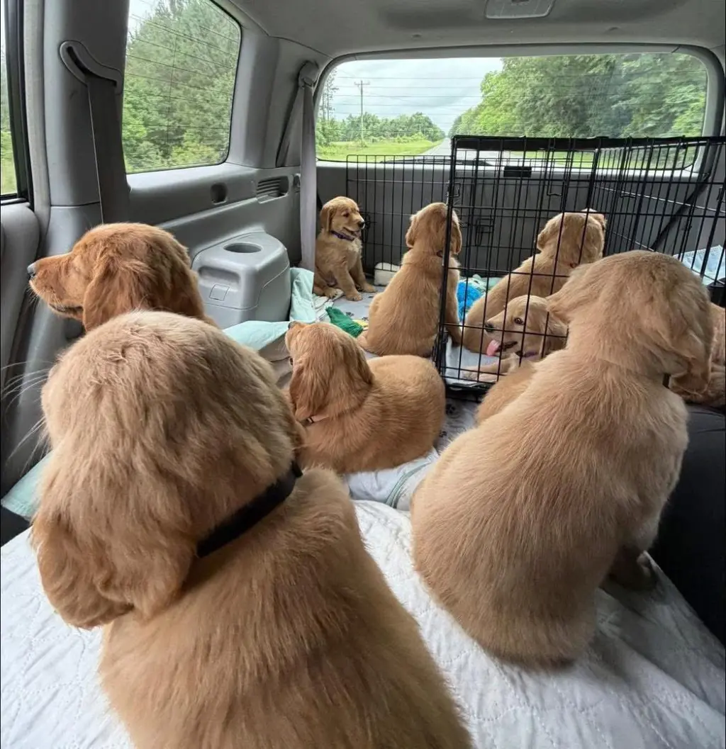 Golden retriever paradise