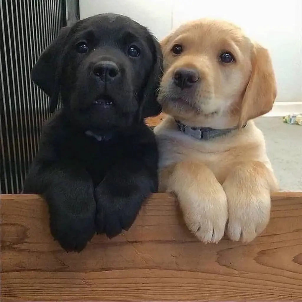 Cachorros de Labrador Retriever Amarillos Disponibles