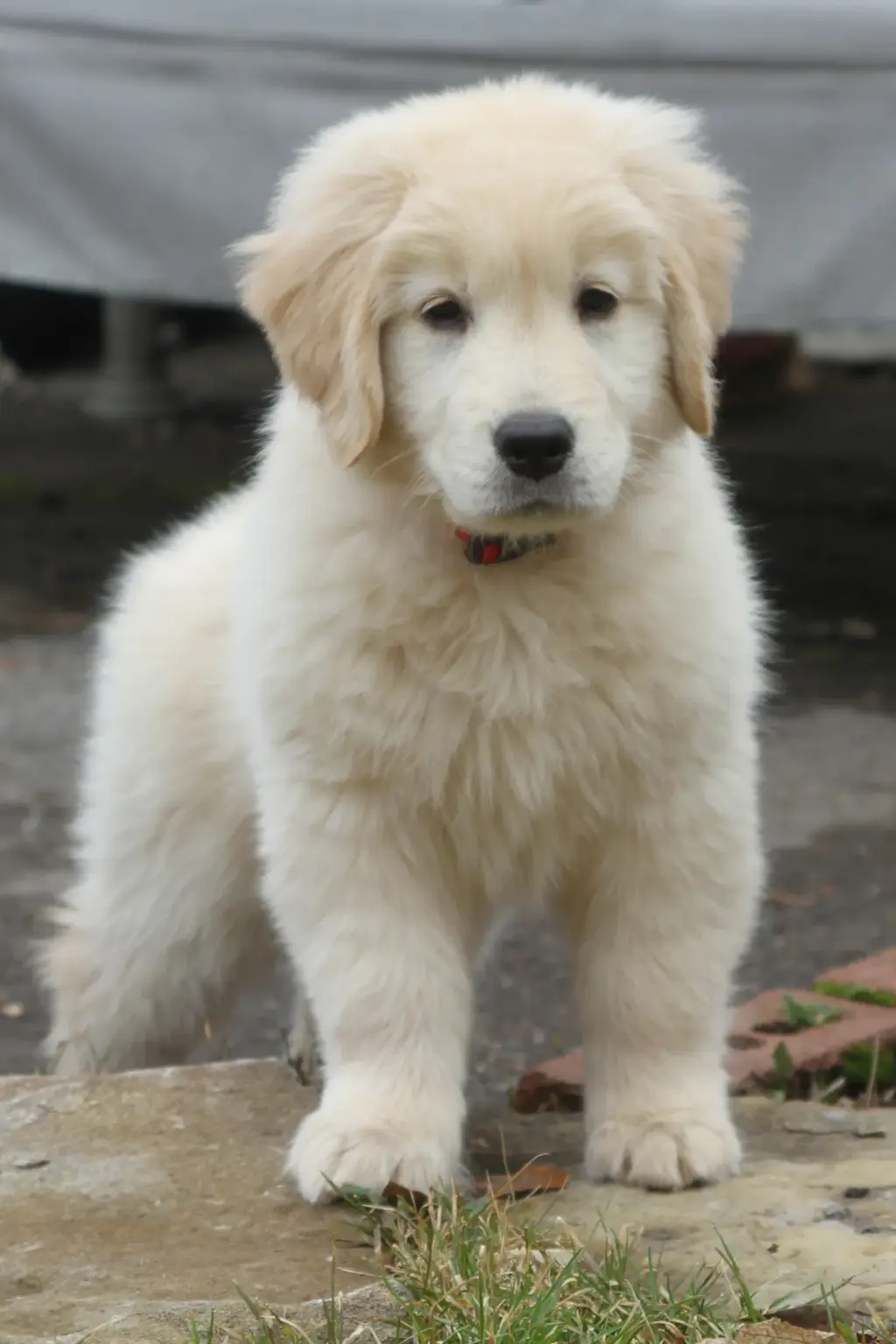 Hermosos cachorros de Golden Retriever