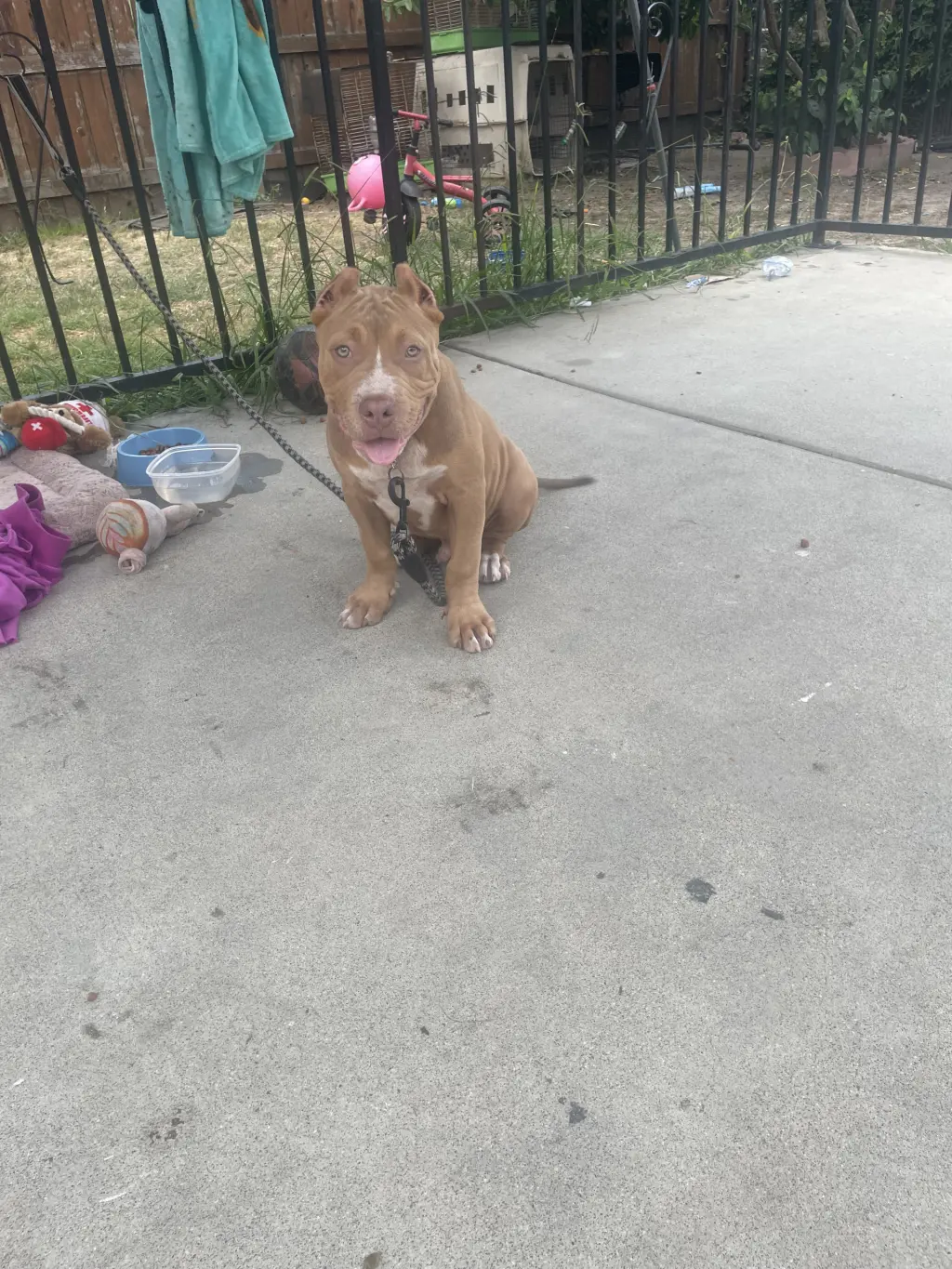 Pitbull Amistoso
