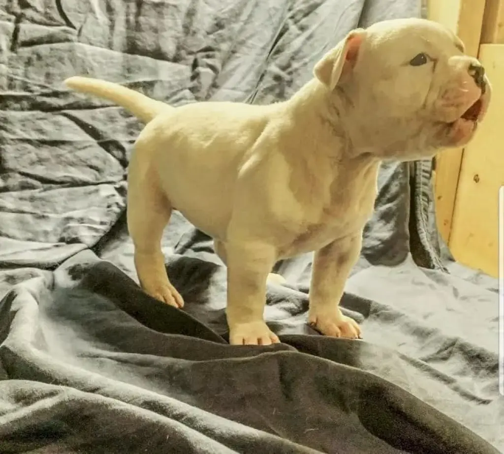 Adorable Cachorro American Bully en Venta