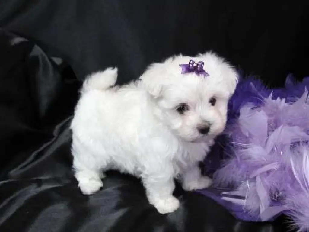 06, Pure White Breed Maltese