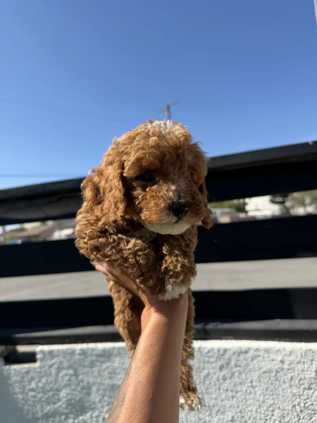 cockapoo puppies