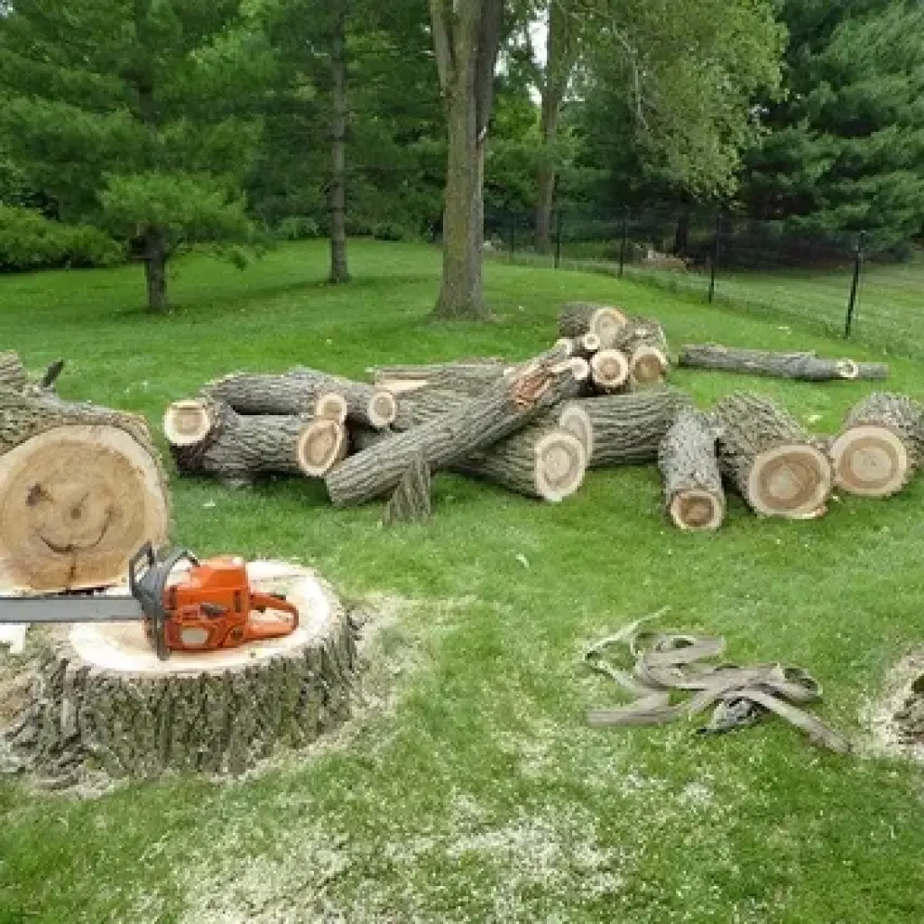 Professional Buffalo Tree Service | Tree Removal & Tree Trimming Experts