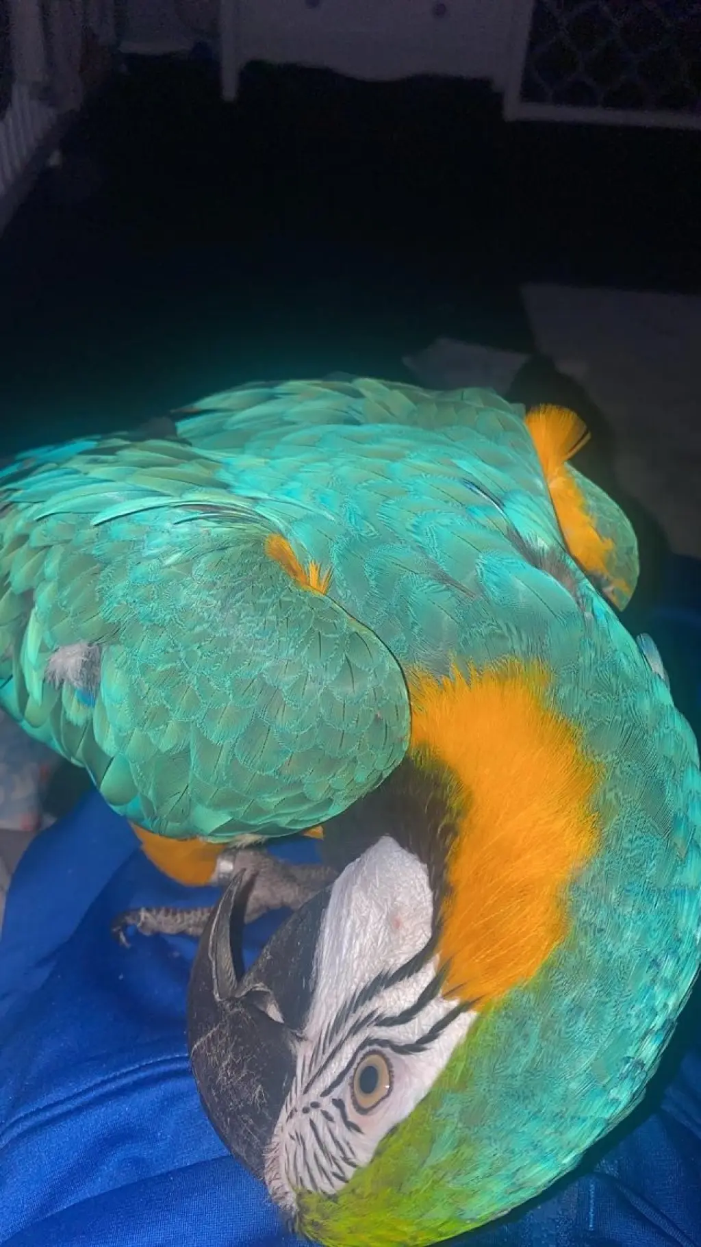 Male and Female blue and gold macaw very tame and very intelligent