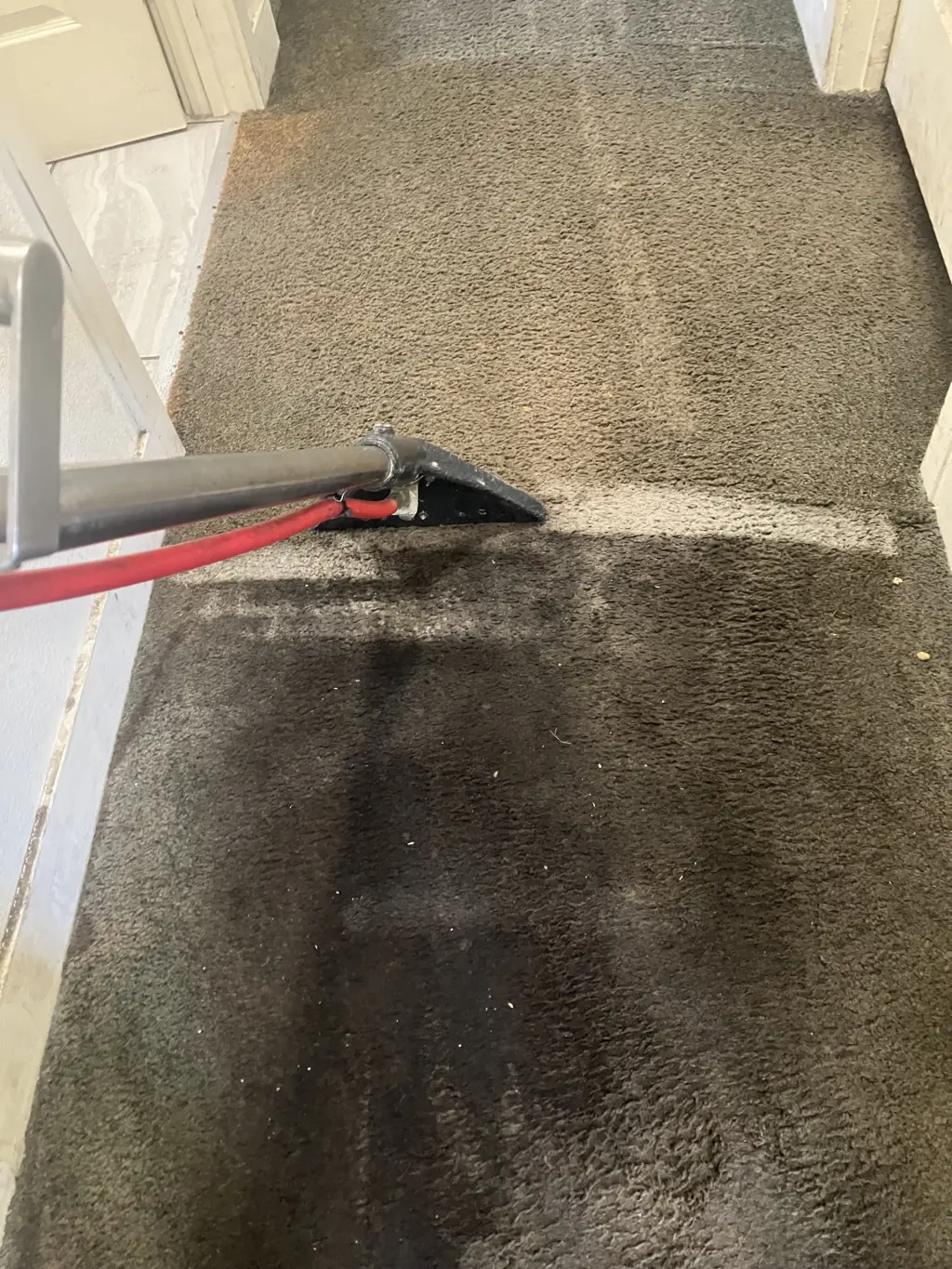 Servicio Profesional de Limpieza de Alfombras