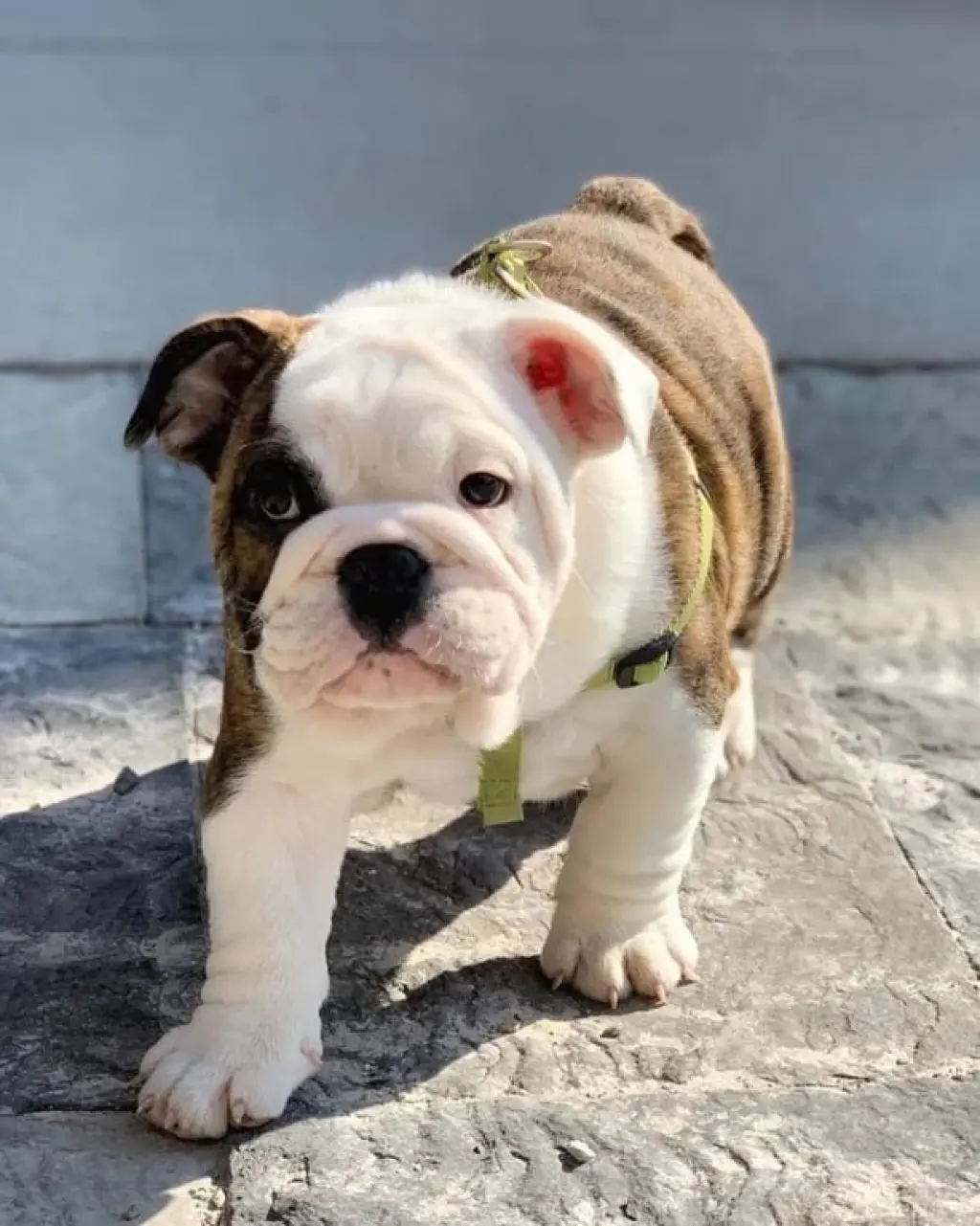 HErmosos Cachorro de Bulldog