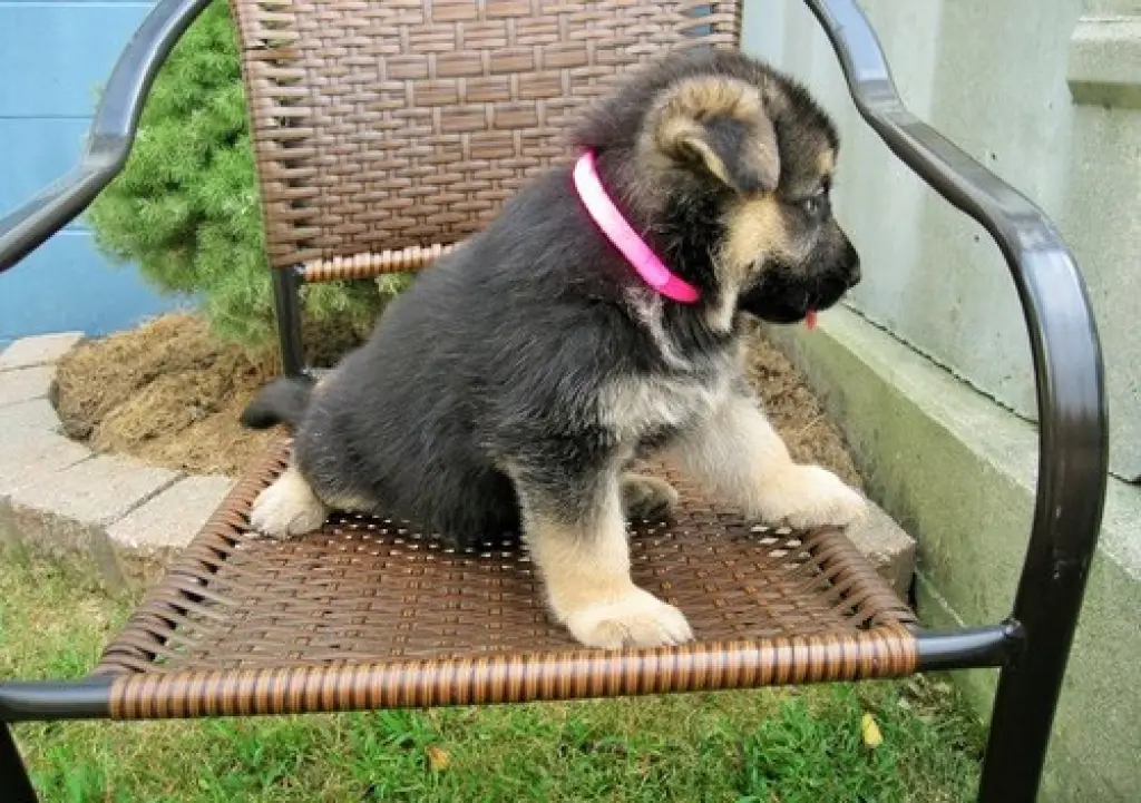 Cachorros de pastor alemán de 8 semanas — $350