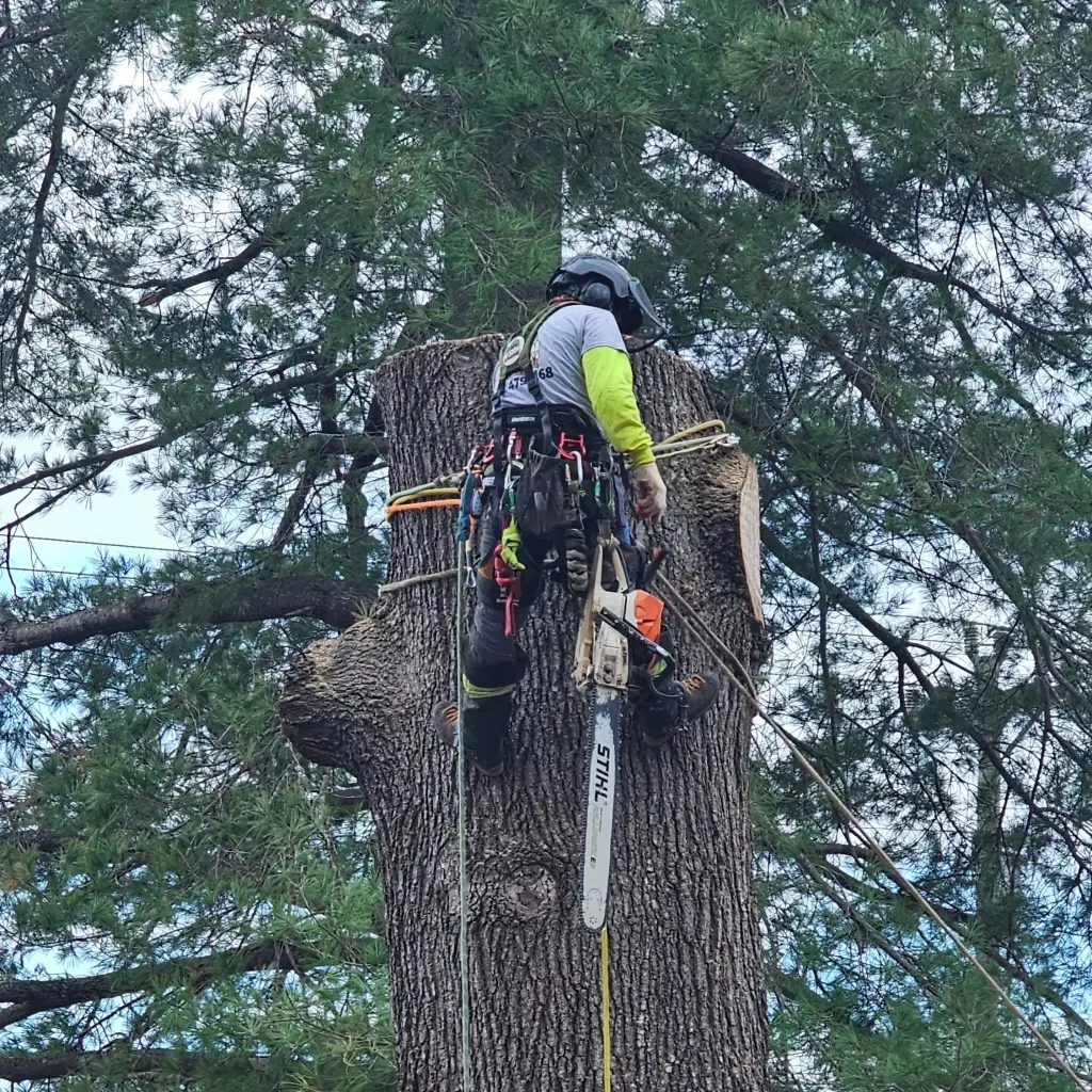 Tree Services