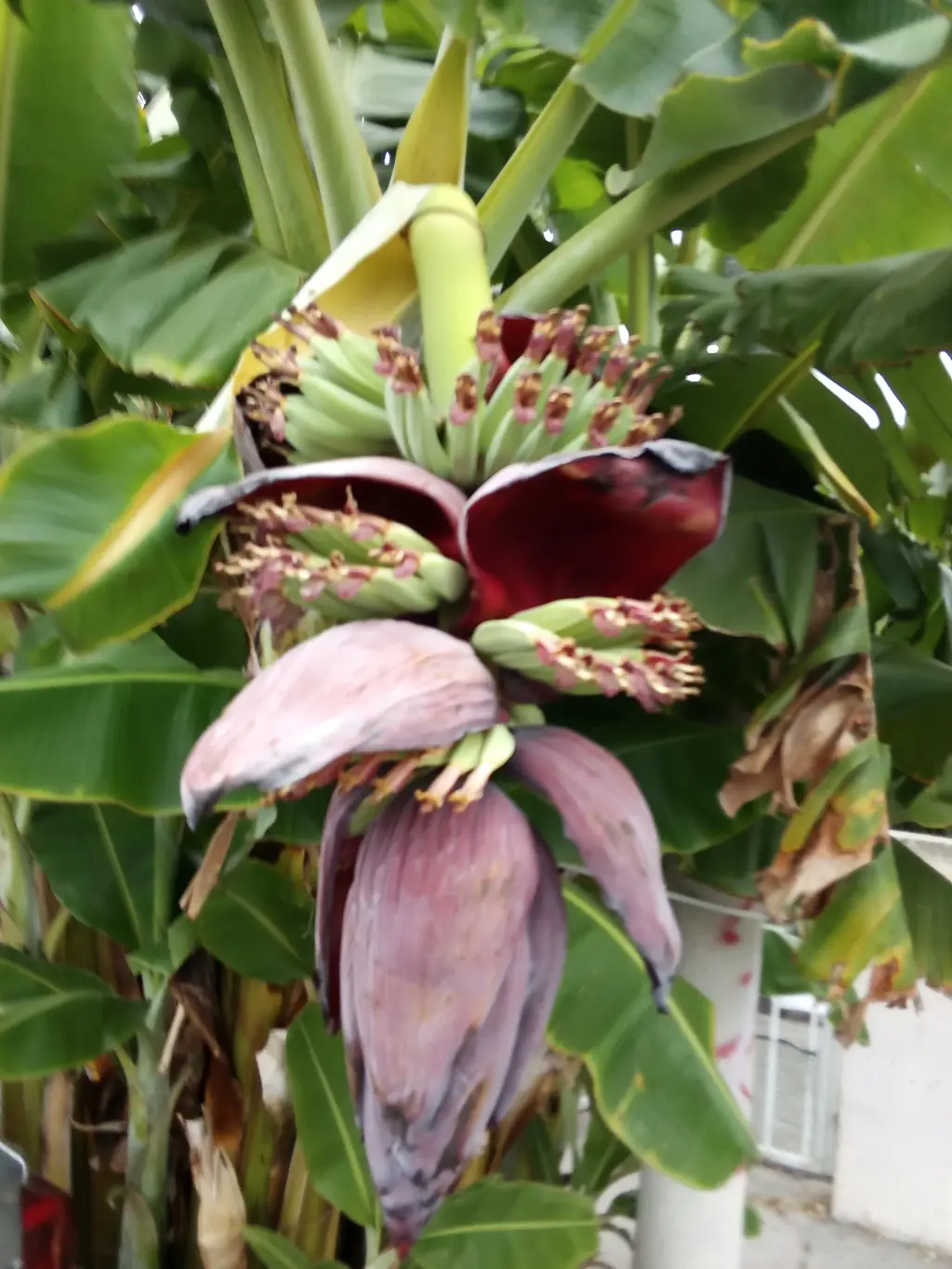 Flor de Plátano Fresca en Venta