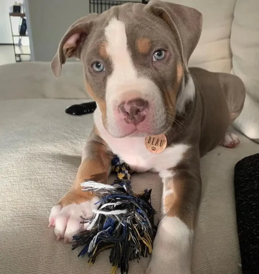 Adorable Cachorro Pitbull de Nariz Azul en Venta