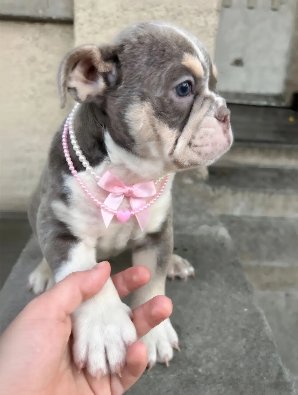 Female English Bulldog