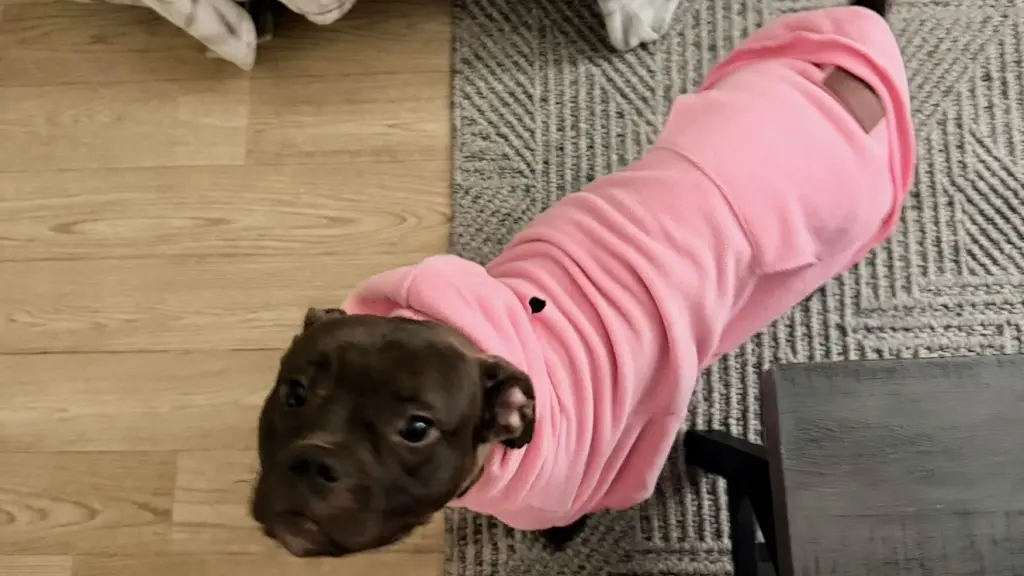 Regalo una perrita es gratis