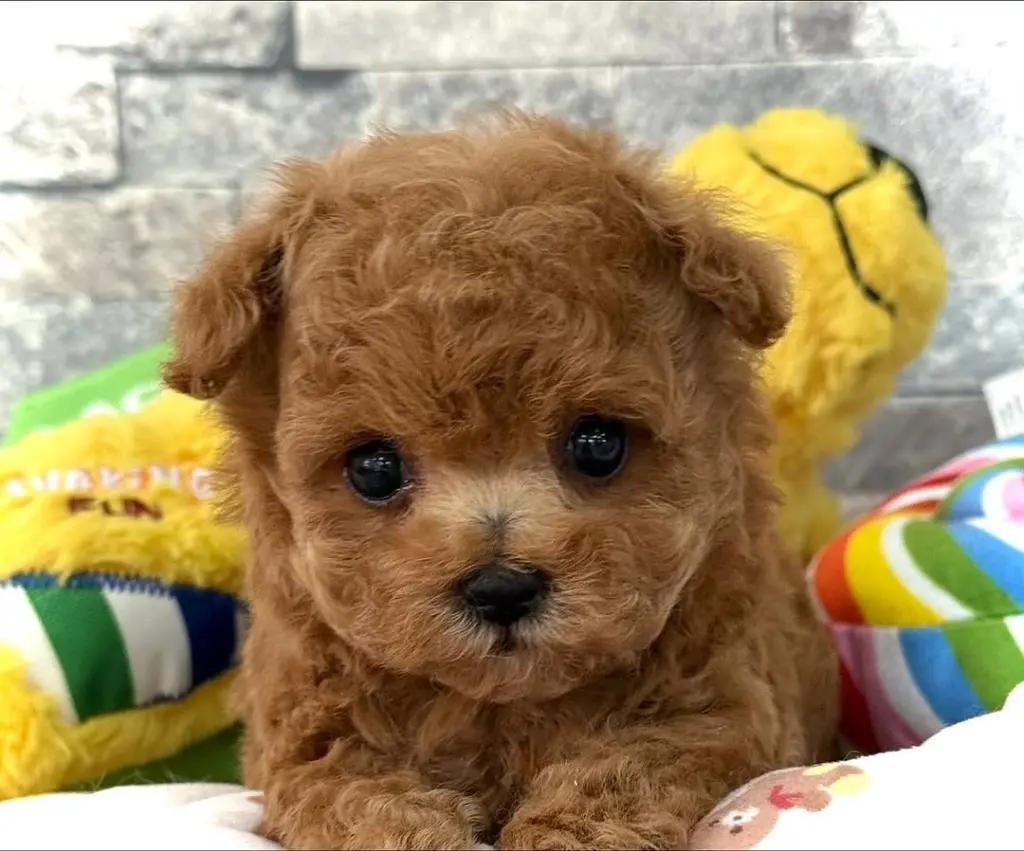 Adorable Toy Poodle Puppy for Sale