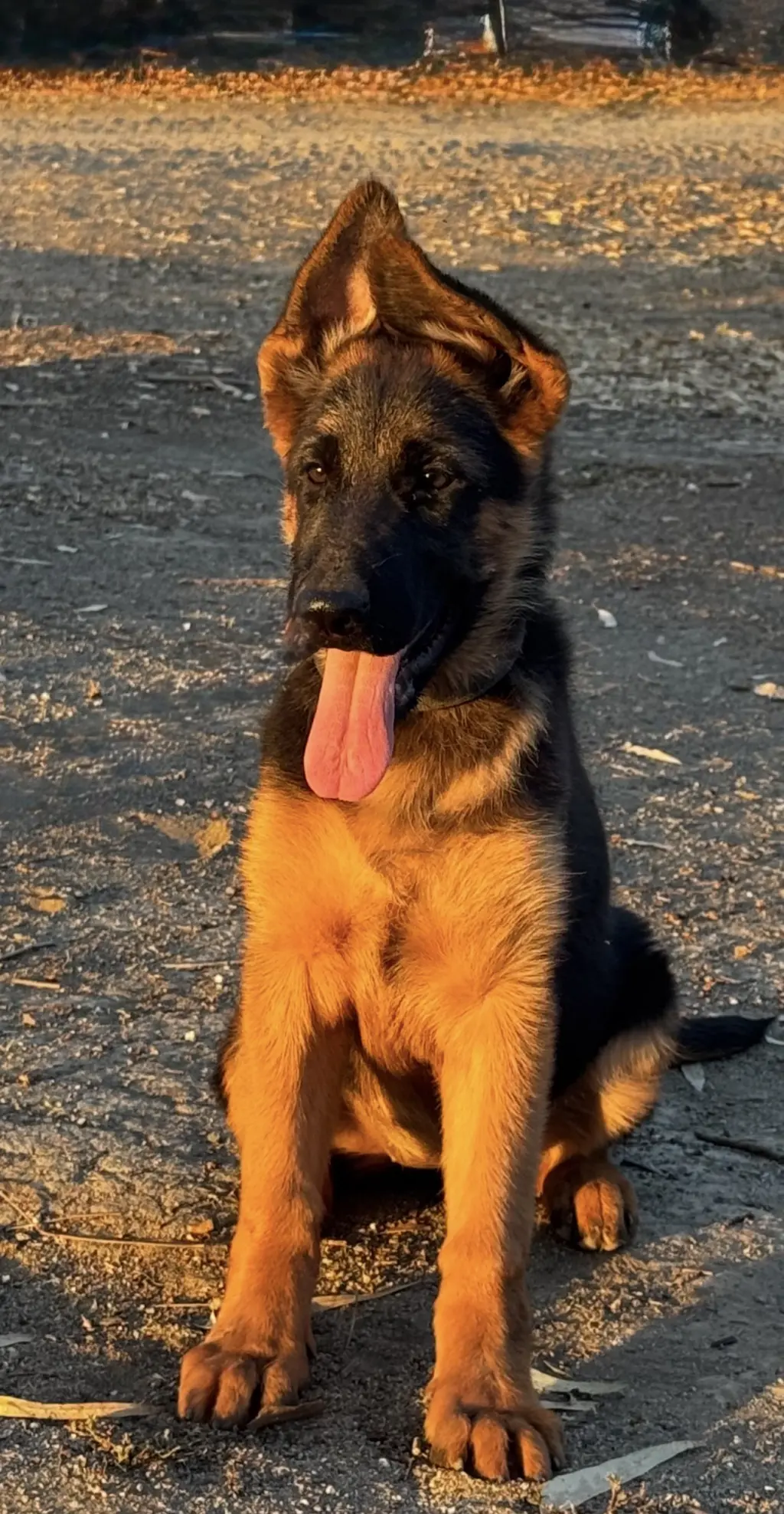 German shepherd