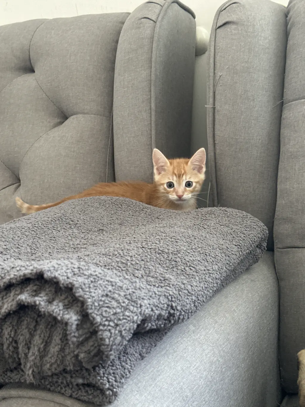 Regalo gatitos