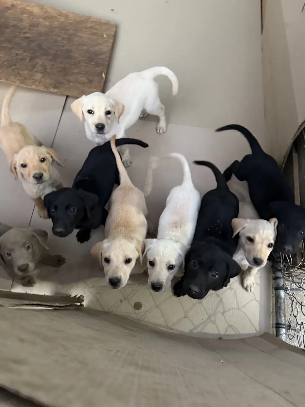 Adorables Cachorros de Labrador en Venta