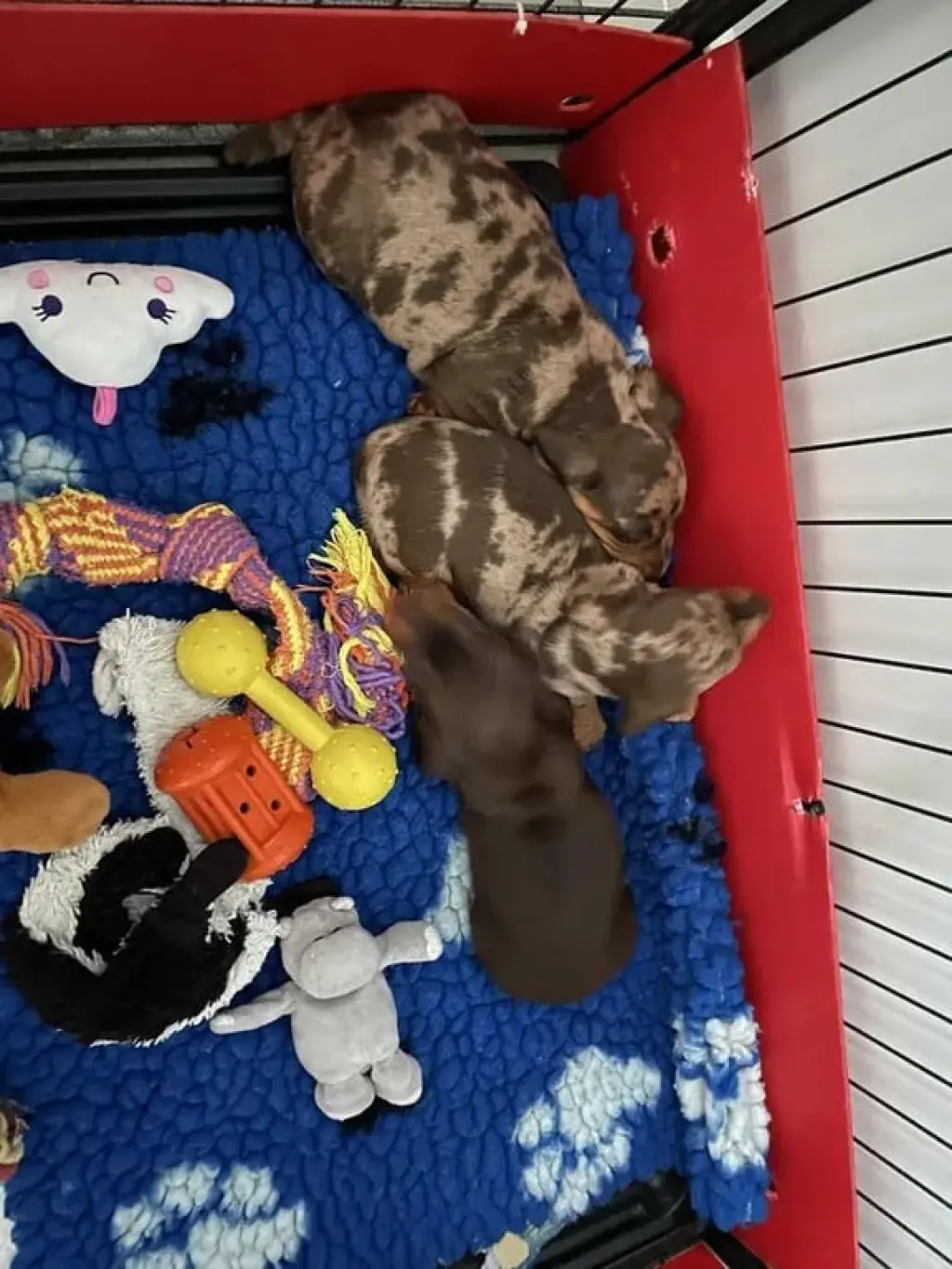 Perro en venta mini salchicha dachshund puppies merle económico