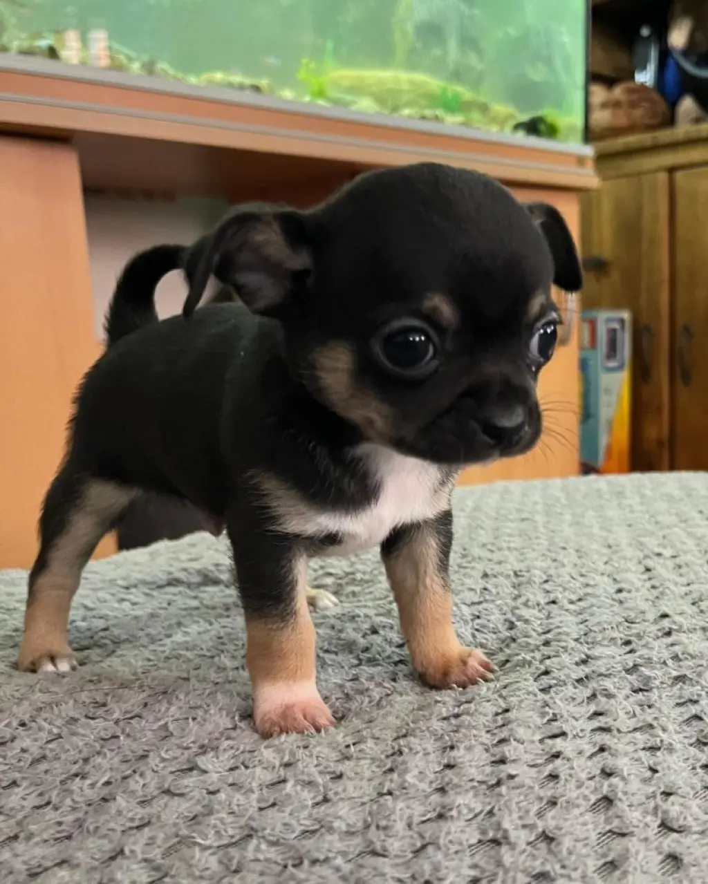Cachorros mini chihuahua disponibles