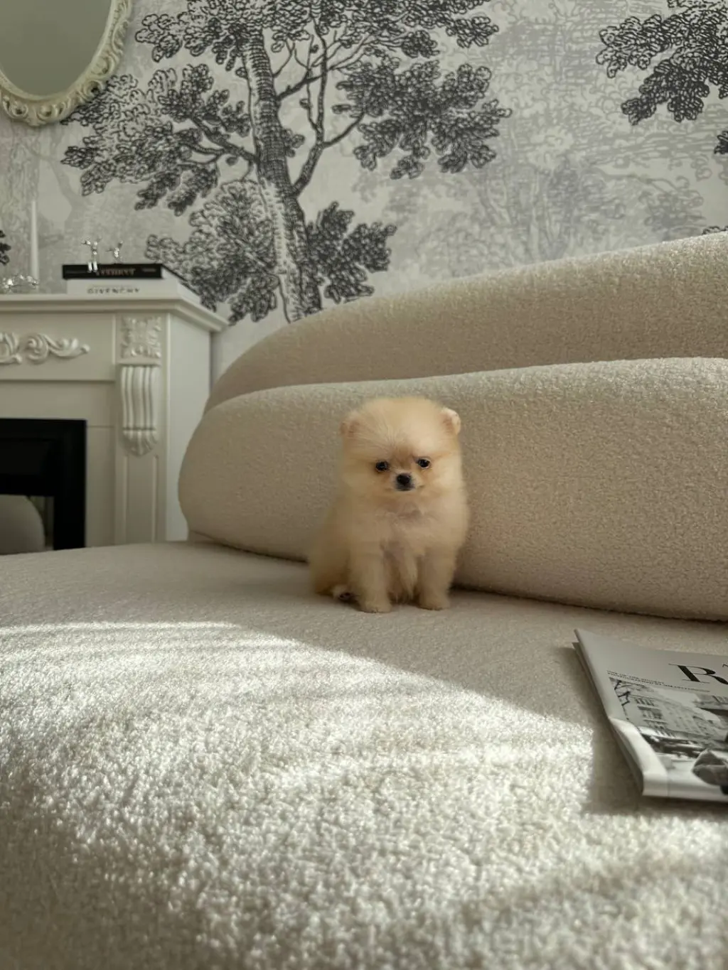 Summer Puppies Ready for New Family