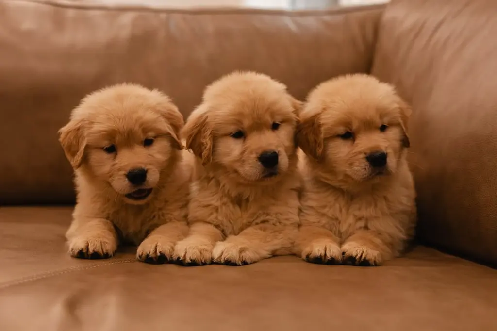Adorables Cachorros de Golden Retriever en Venta