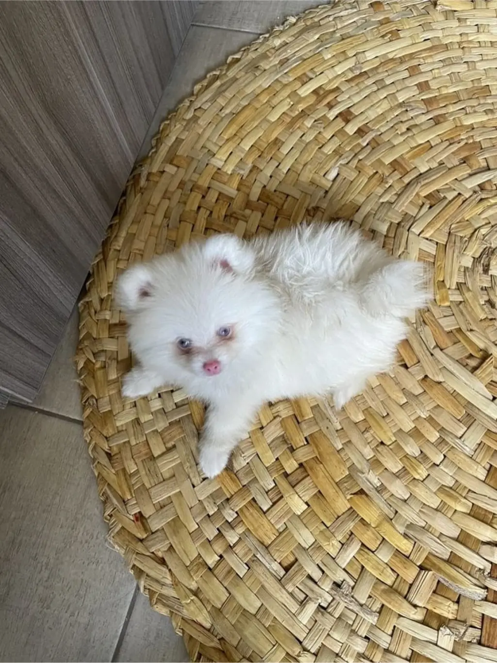 Adorable Cachorro Pomerania Blanco en Venta