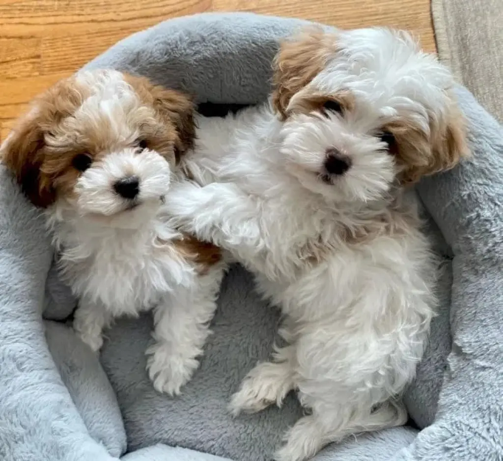 Cachorros de Havanese en venta