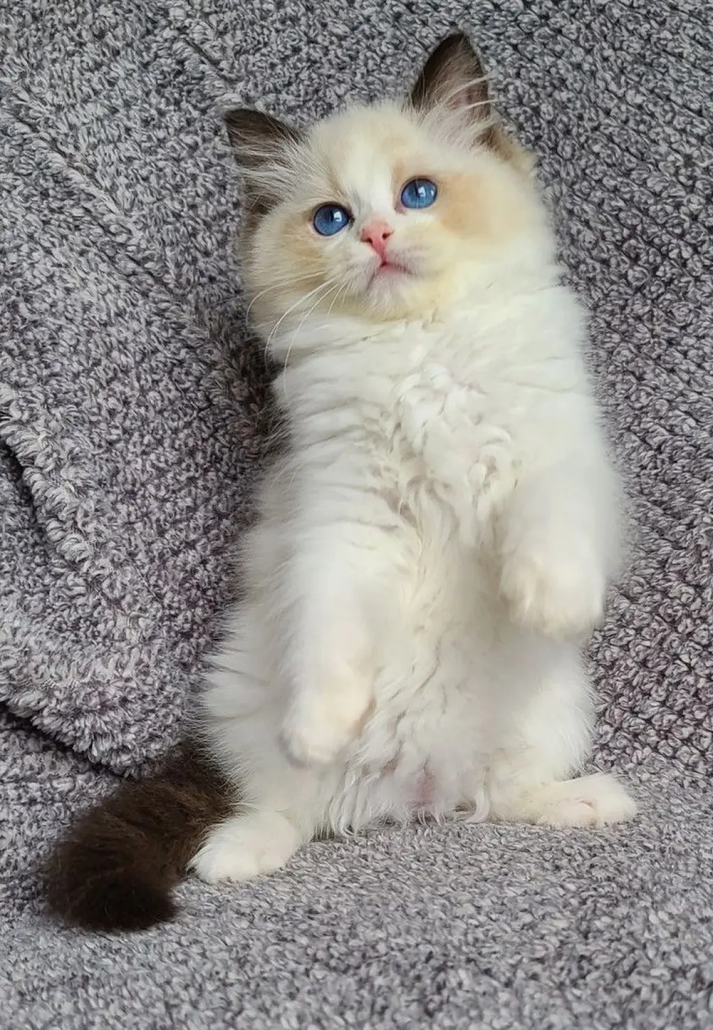 Micheal Scottish fold Kittens
