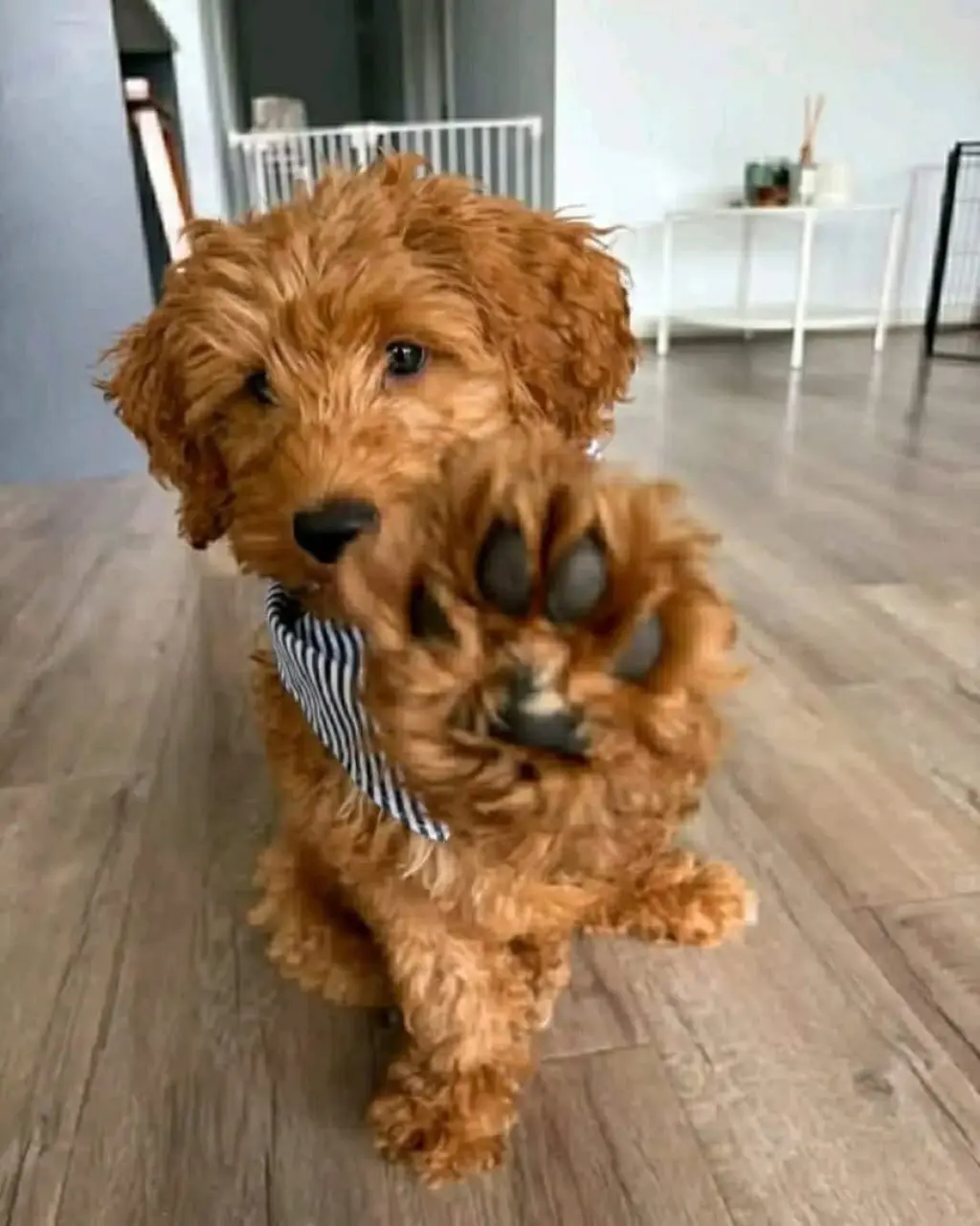 Golden Doodles Females For New home