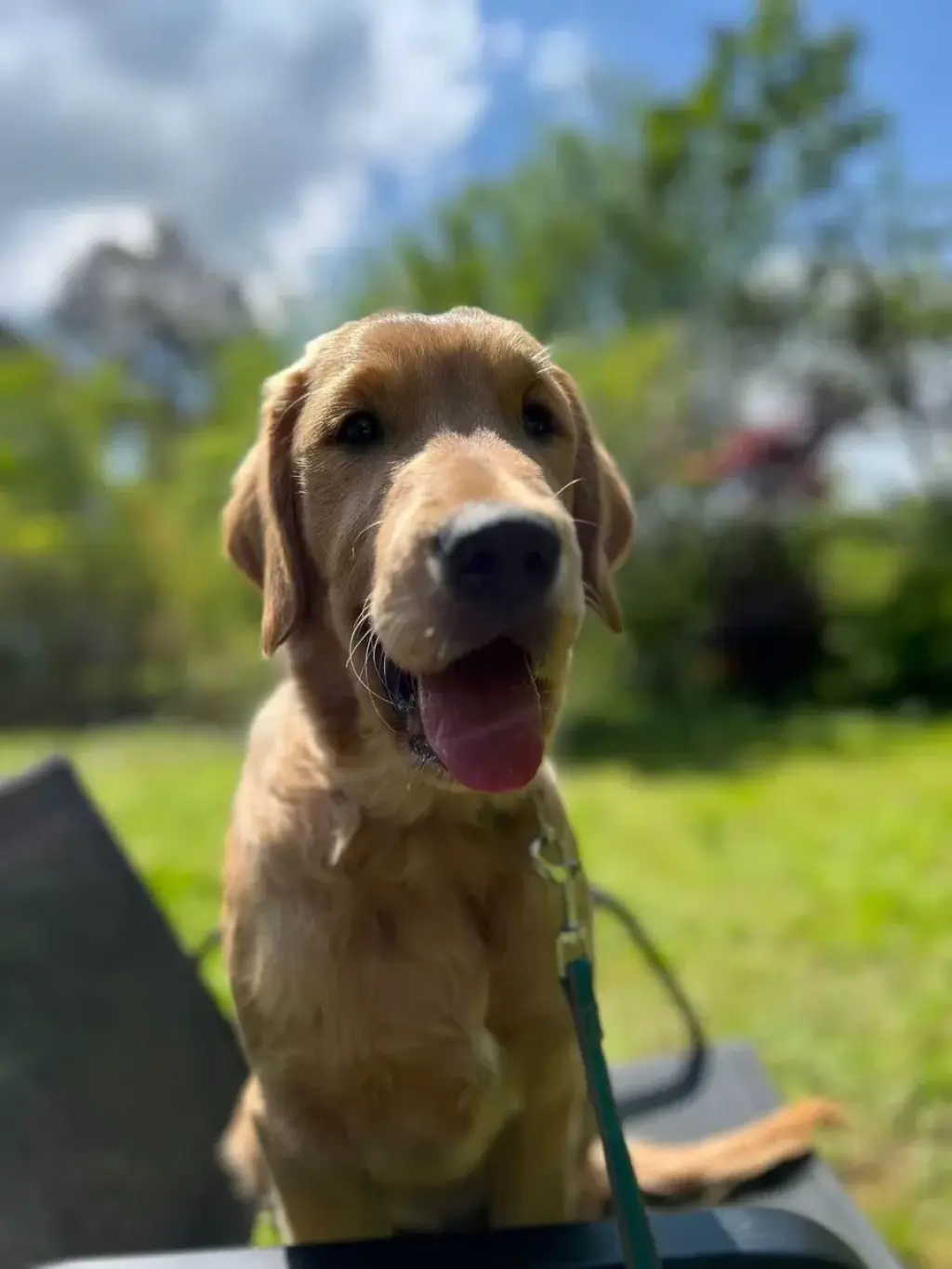 4 month old golden retriever boy (Muncie)