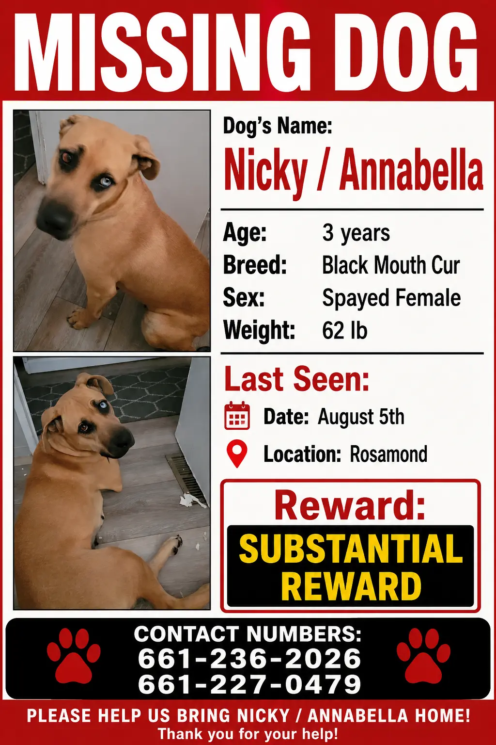 Perro Perdido: Nicky / Annabella - Recompensa Ofrecida