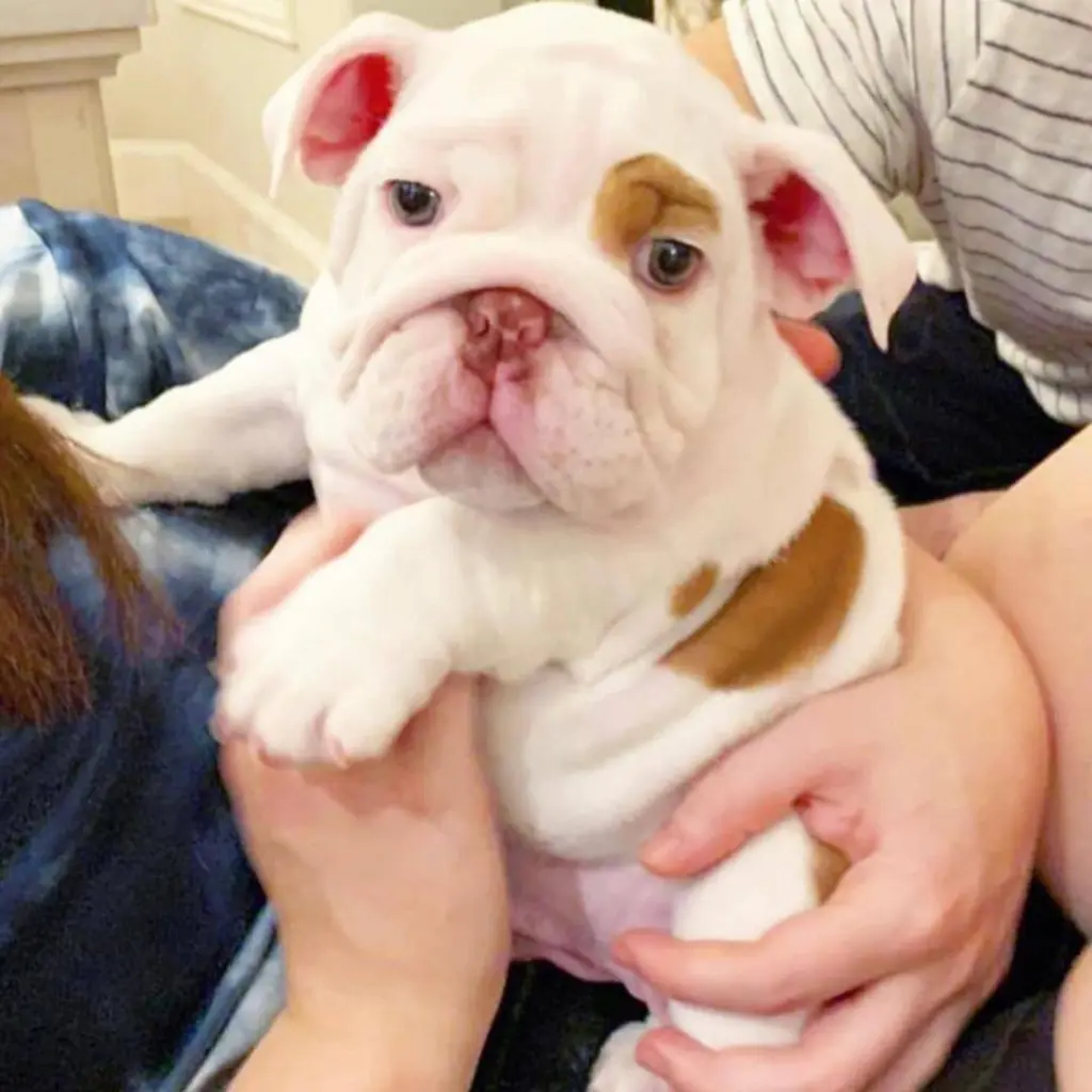 Adorable cachorro de bulldog inglés Blue Merle en adopción.