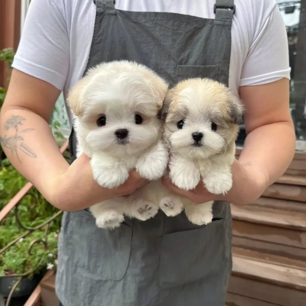 Adorables Cachorros en Venta