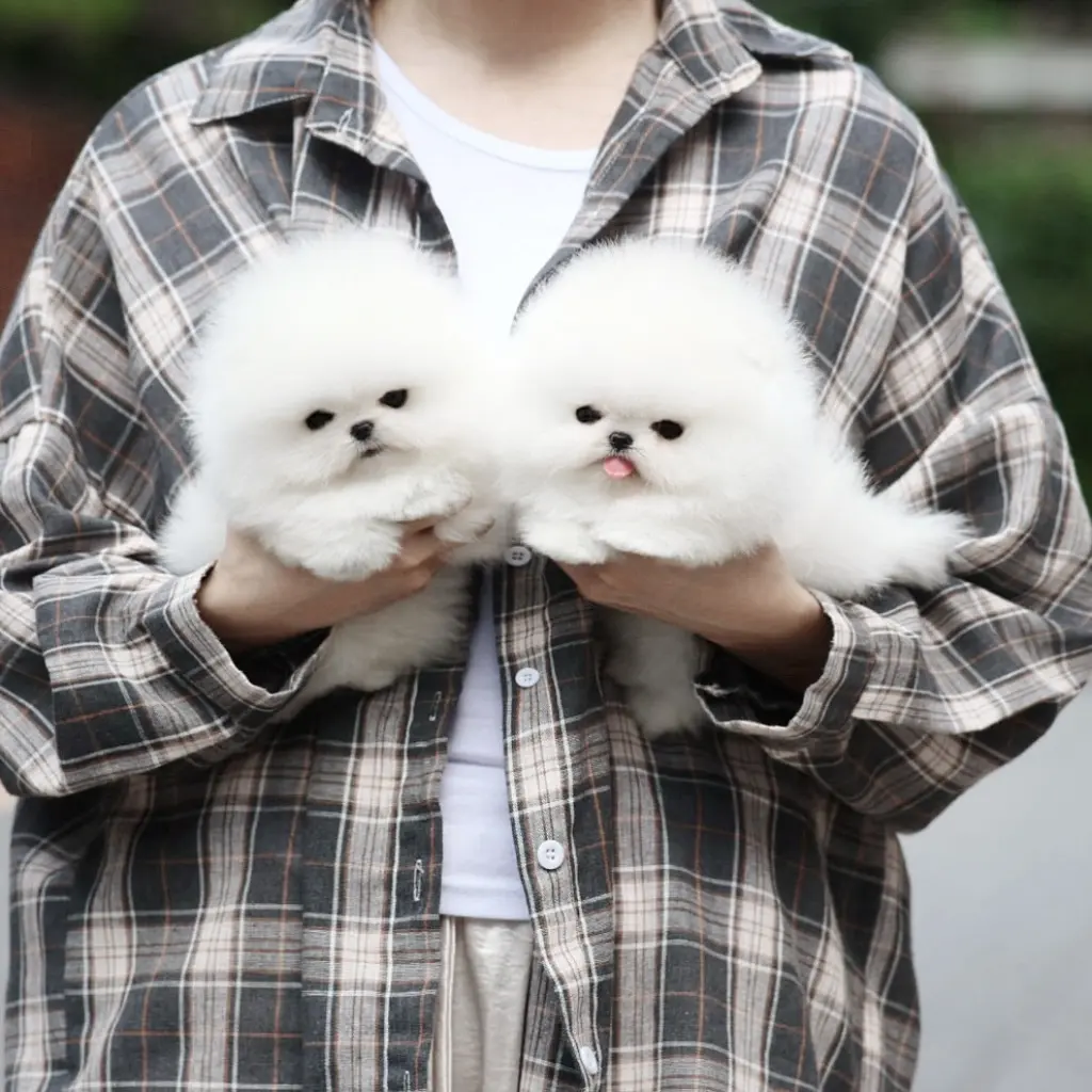 Adorables Cachorros Pomerania en Venta