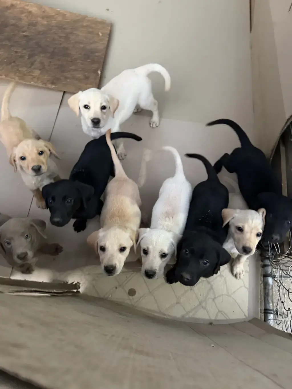 Adorable Labrador Puppies for Adoption
