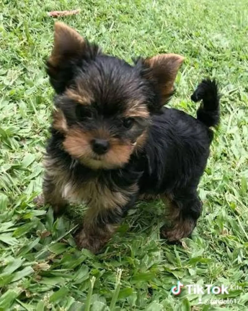 Adorable Cachorro Yorkshire Terrier en Venta
