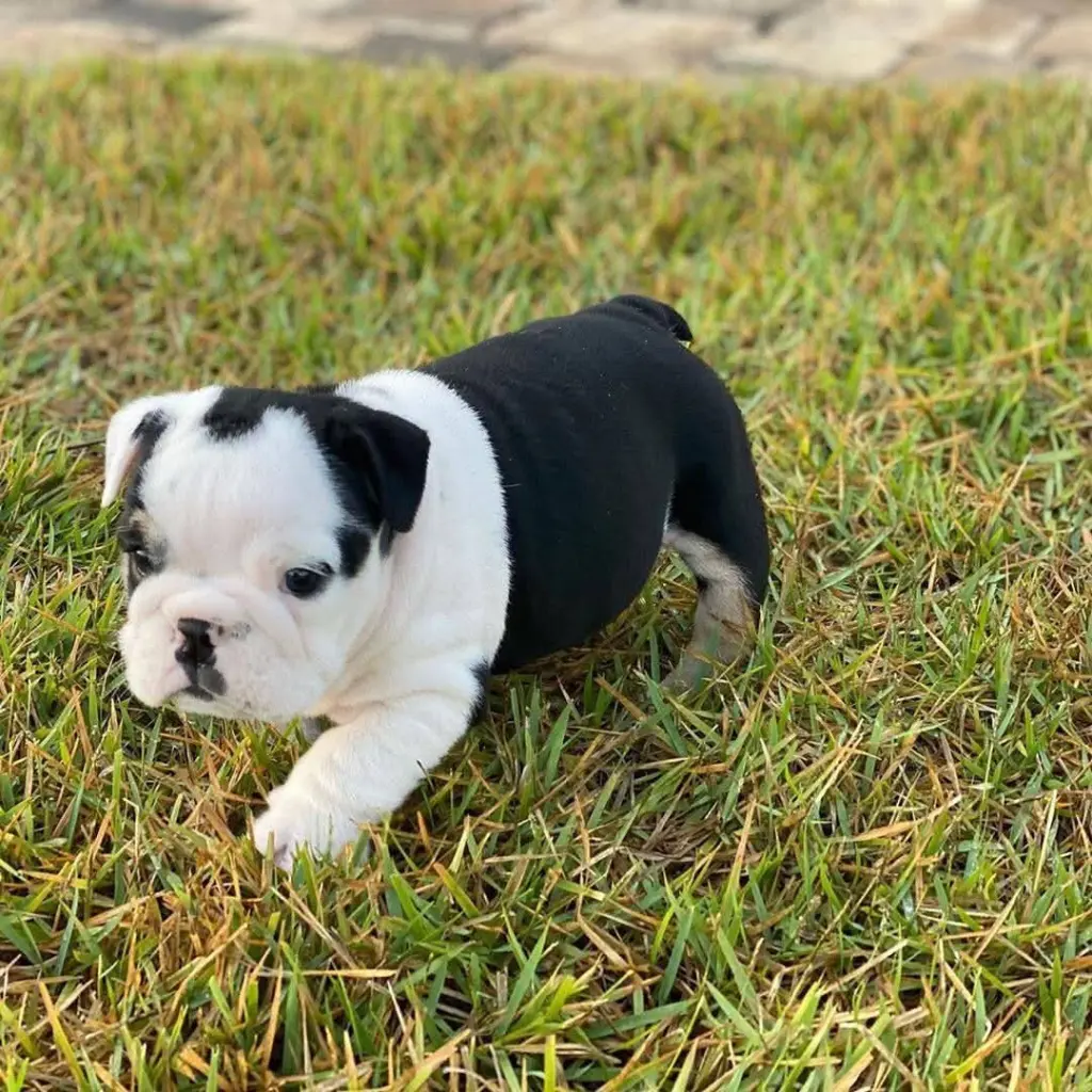 Hermoso Cachorro Bulldog en Venta