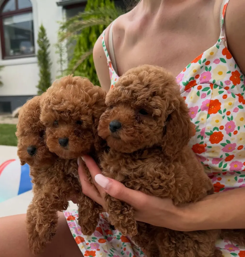 Adorables Cachorros de Poodle