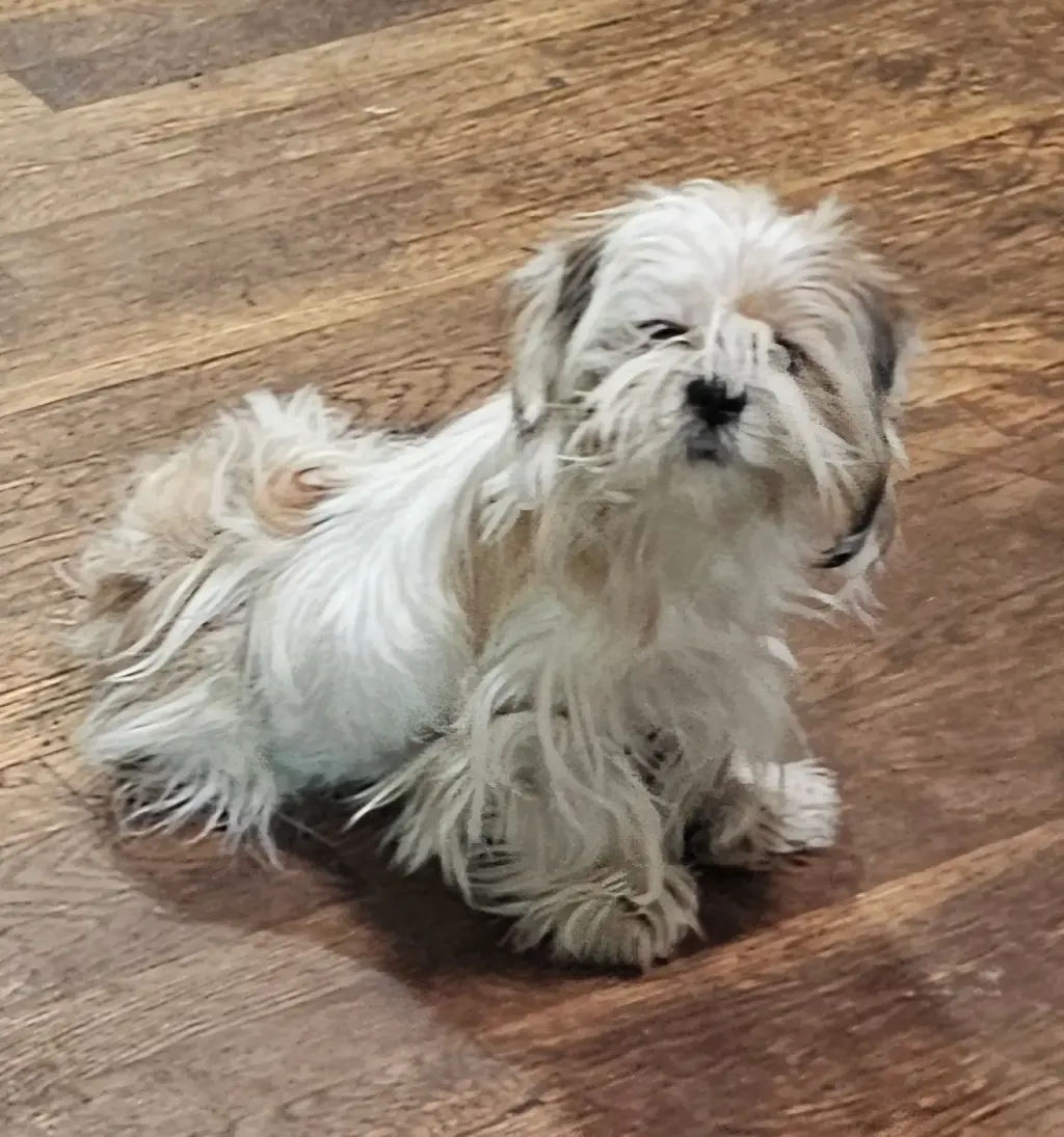 Adorable Cachorro Shih Tzu en Venta
