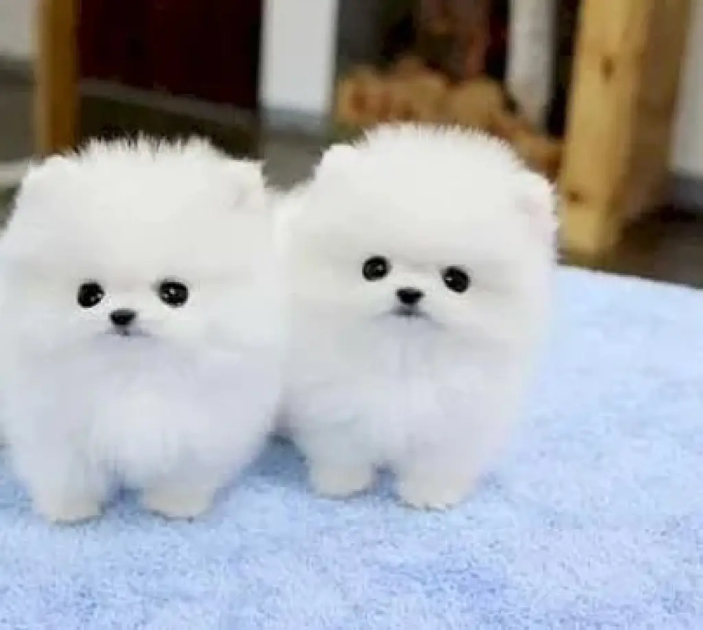 Lindo pomerania bebe blanco a precio asequible en venta