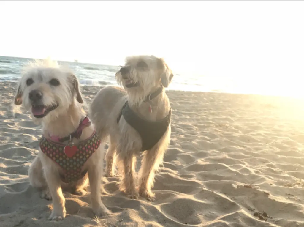Become a Volunteer for LA Animal Services