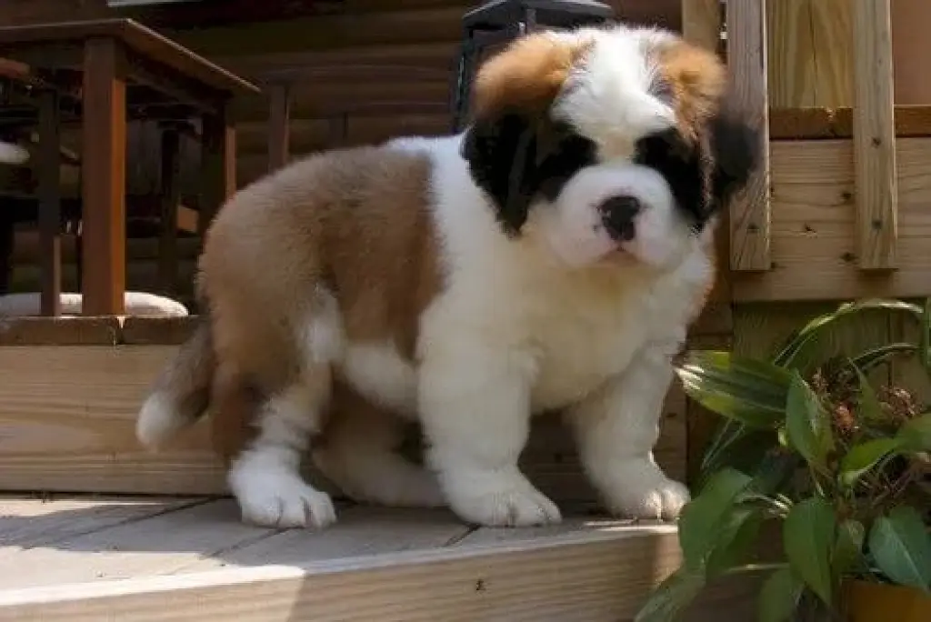 Adorable Cachorro de San Bernardo en Venta